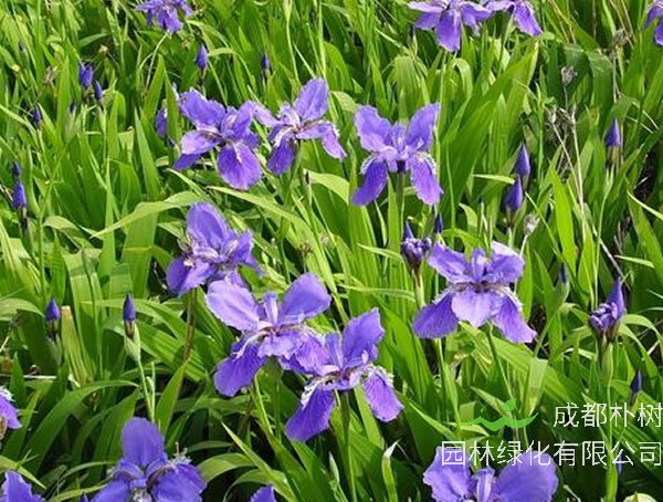 蓝花鸢尾秋天会开花吗？