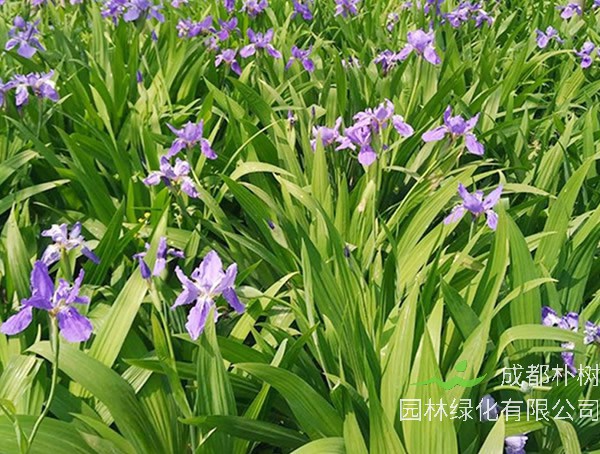 蓝花鸢尾的花语是什么意思？有哪些寓意和象征意义？