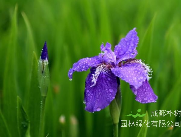 蓝花鸢尾风水意义有哪些？