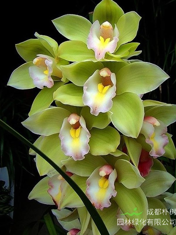 蕙兰花语及代表意义有哪些？