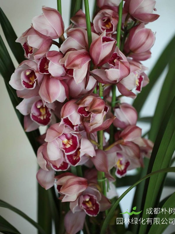 蕙兰花开花之后怎么处理？