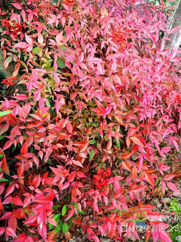 红叶南天竹盆栽怎么养？