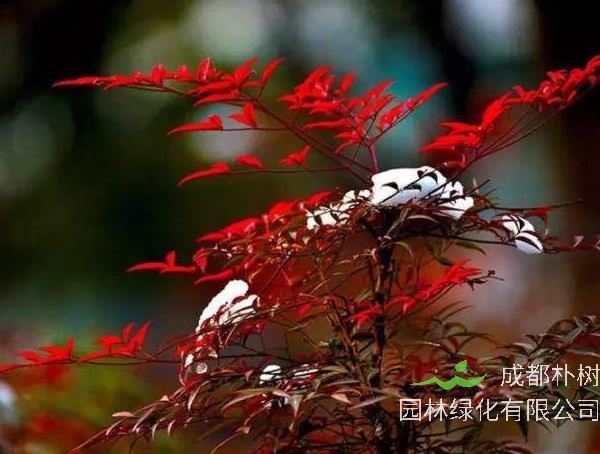 红叶南天竹叶子什么时候变红？