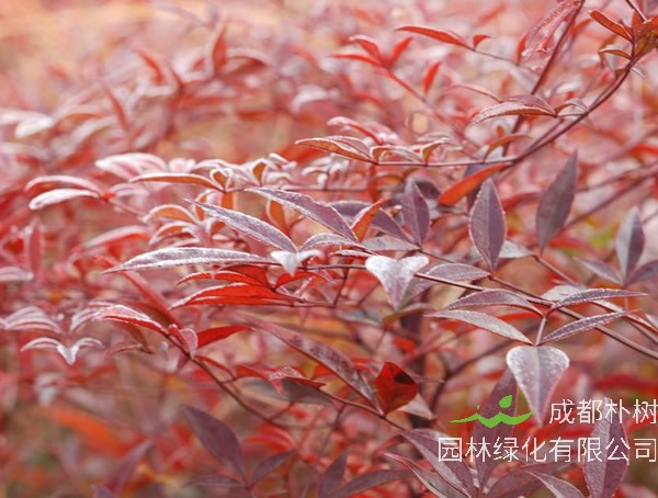 红叶南天竹扦插方法是怎样的？