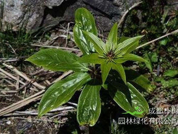 华重楼人工种植技术详解