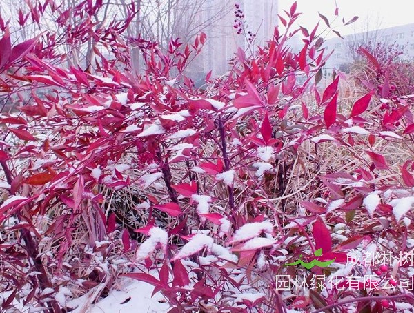 红叶南天竹如何修剪最好看？