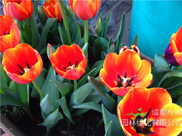 郁金香如何种？如何繁殖？