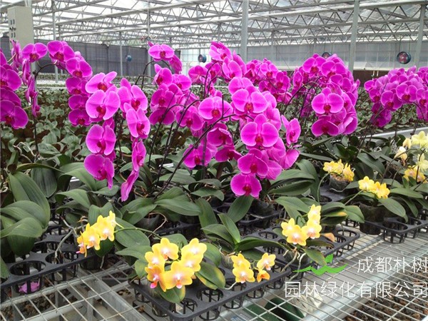 蝴蝶兰什么时候开花？蝴蝶兰繁殖有哪些方法？