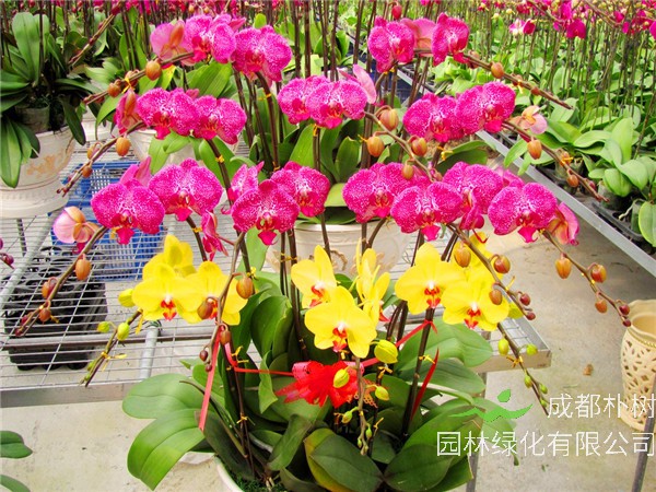 蝴蝶兰什么时候开花？蝴蝶兰繁殖有哪些方法？