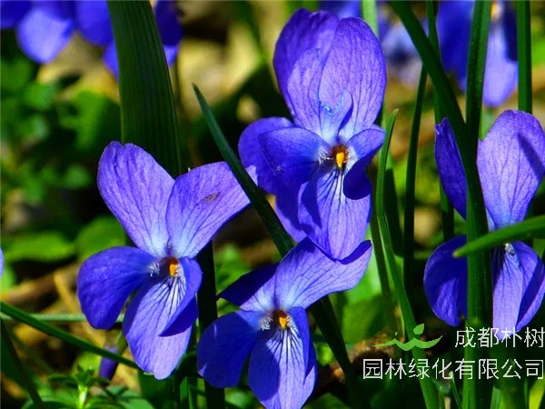 为什么喜欢紫罗兰？紫罗兰什么季节开花？紫罗兰象征着什么意思？