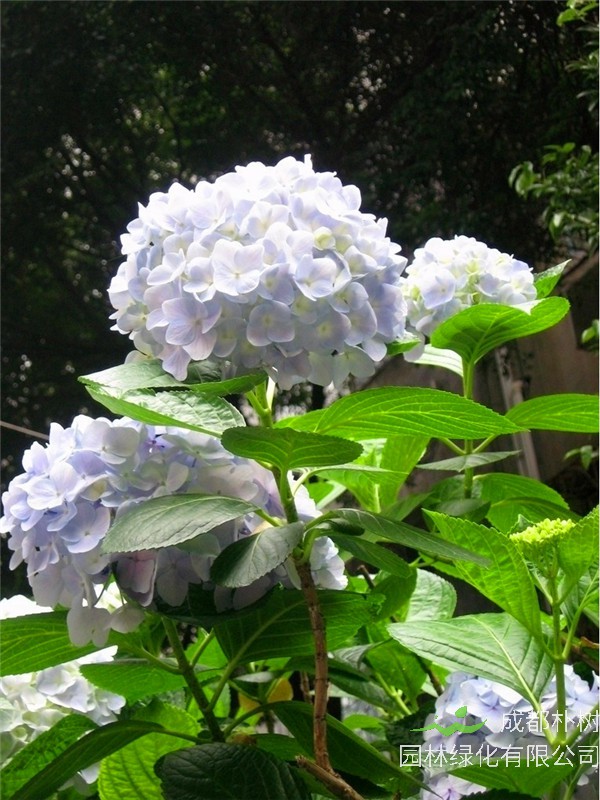 绣球花什么时候开花？绣球花什么时候修剪？什么绣球花品种最好？