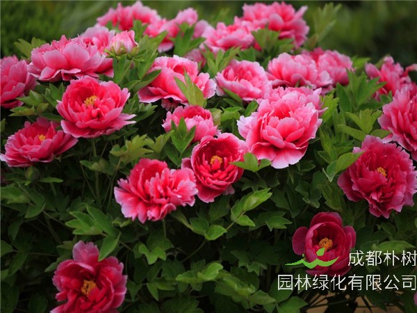 牡丹哪里好？牡丹如何养护—修剪、种植—繁殖？