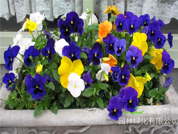 三色堇如何施肥、养殖、播种？三色堇多久开花、发芽？