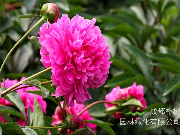 芍药怎么养？芍药多久开花？芍药如何繁殖？