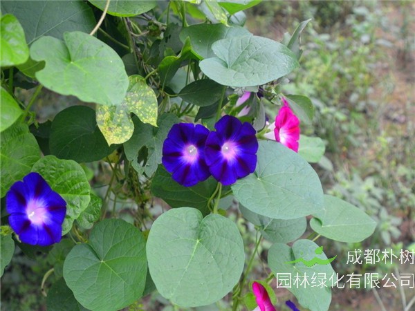 牵牛花如何播种？牵牛花怎么样？