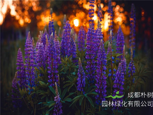 鲁冰花是什么花？鲁冰花是哪个季节开的？