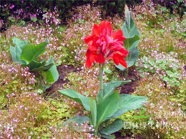 美人蕉有哪些品种？美人蕉是什么，什么时候开花？