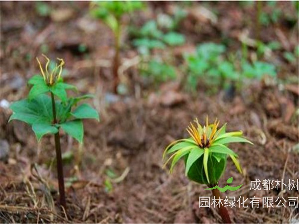 重楼如何种植、繁殖？重楼有哪些病害？