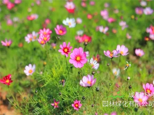 格桑花是什么花？格桑花怎么养？