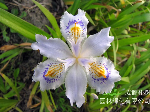 鸢尾花怎么养护？