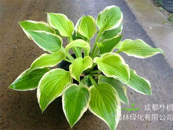 玉簪花如何食用？玉簪如何养护、繁殖？