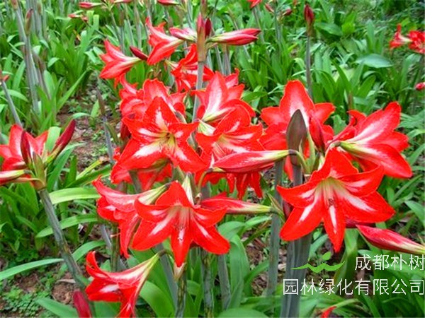 朱顶红和百合哪个好？朱顶红有哪些品种？