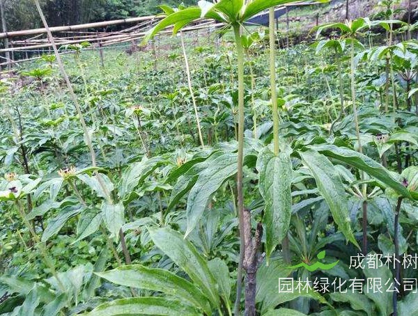 华重楼的形态特征有哪些？