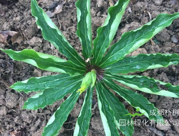 华重楼与滇重楼区别有哪些？