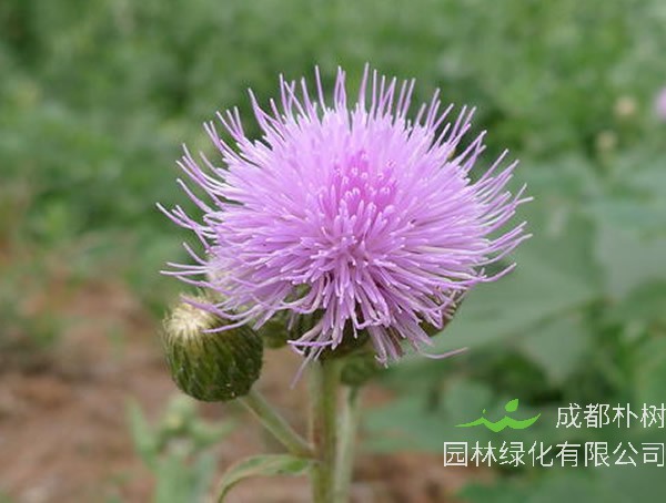 胜红蓟的功效与作用有哪些？