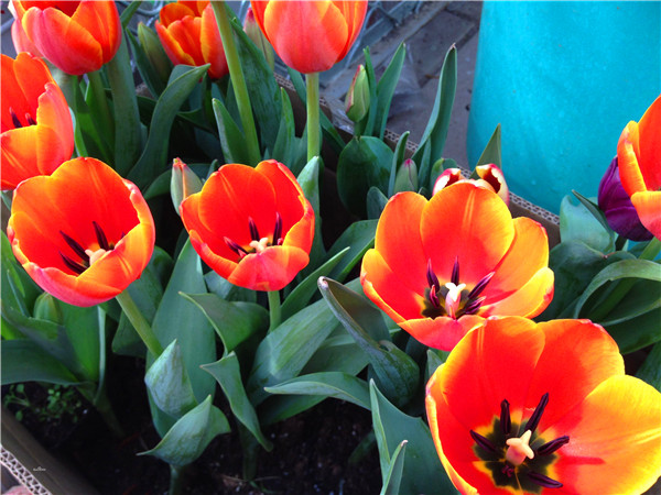 郁金香如何种？如何繁殖？