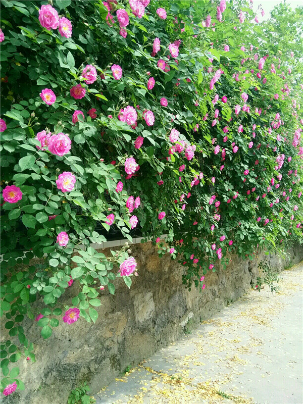 蔷薇如何？蔷薇哪个品种好看？