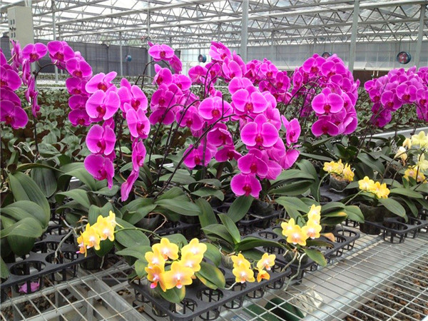 蝴蝶兰什么时候开花？蝴蝶兰繁殖有哪些方法？
