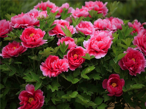 牡丹哪里好？牡丹如何养护—修剪、种植—繁殖？