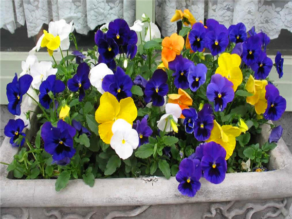 三色堇如何施肥、养殖、播种？三色堇多久开花、发芽？