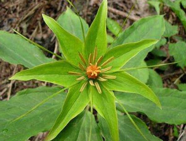 华重楼的功效与作用有哪些？