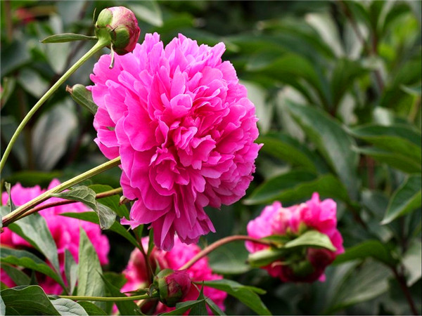 芍药怎么养？芍药多久开花？芍药如何繁殖？