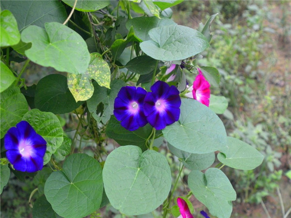 牵牛花如何播种？牵牛花怎么样？