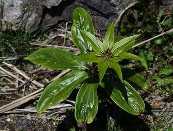 华重楼人工种植技术详解