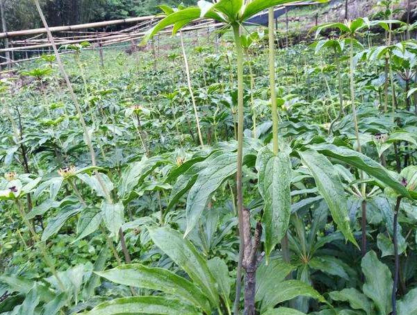 华重楼的形态特征有哪些？