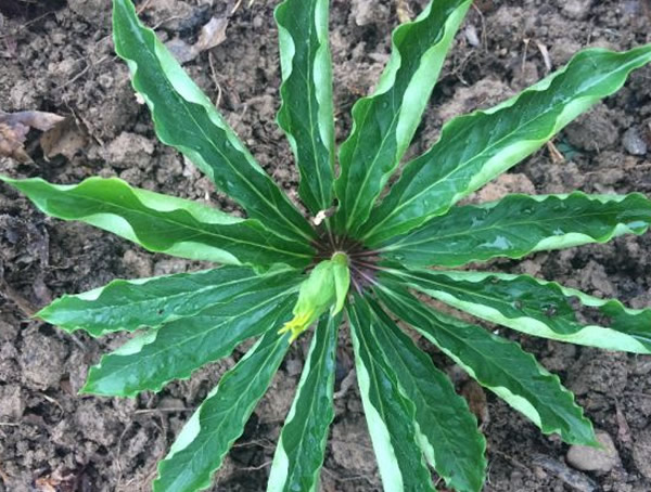 华重楼与滇重楼区别有哪些？