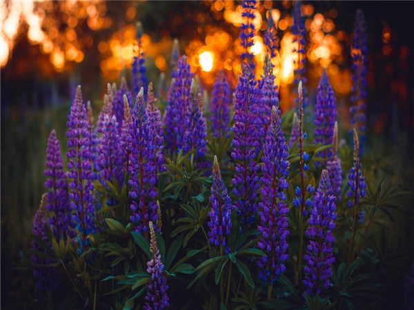 鲁冰花是什么花？鲁冰花是哪个季节开的？