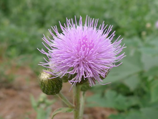 胜红蓟的功效与作用有哪些？