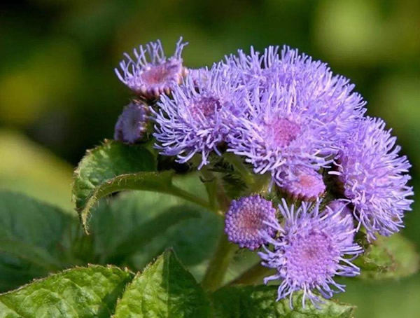 胜红蓟什么时候开花？