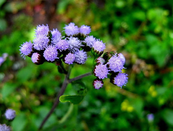 紫花胜红蓟和白花臭草一样吗？