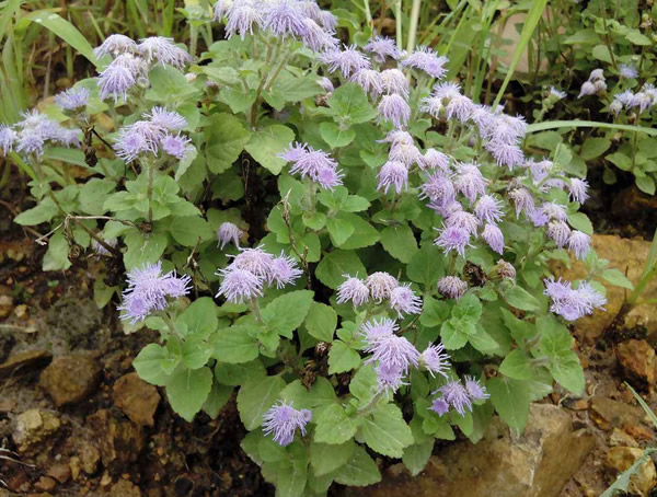 胜红蓟种植技术详解