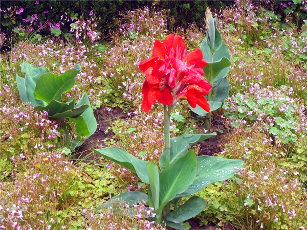 美人蕉有哪些品种？美人蕉是什么，什么时候开花？