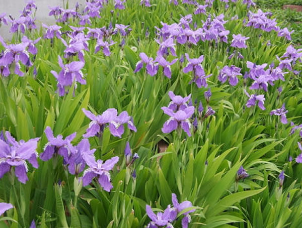 蓝花鸢尾播种时间和方法详细介绍