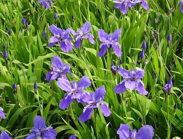 蓝花鸢尾秋天会开花吗？