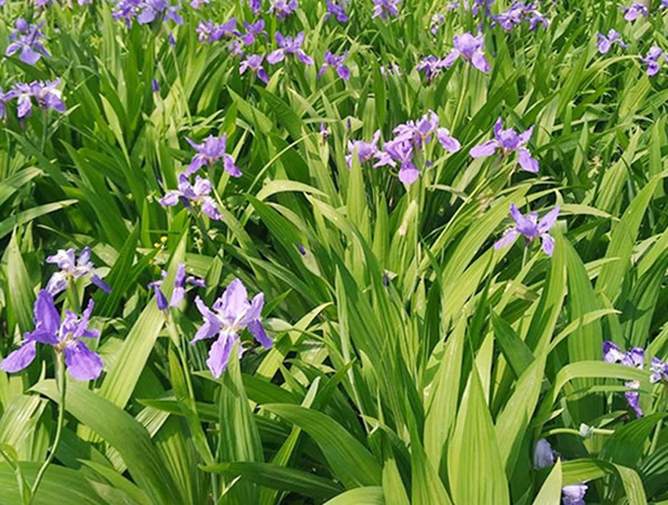 蓝花鸢尾的花语是什么意思？有哪些寓意和象征意义？