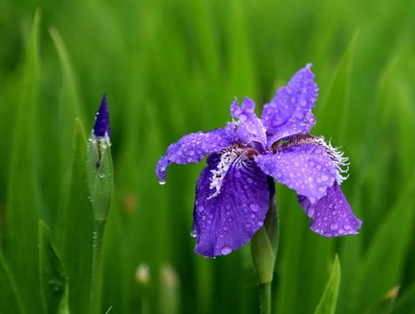 蓝花鸢尾风水意义有哪些？